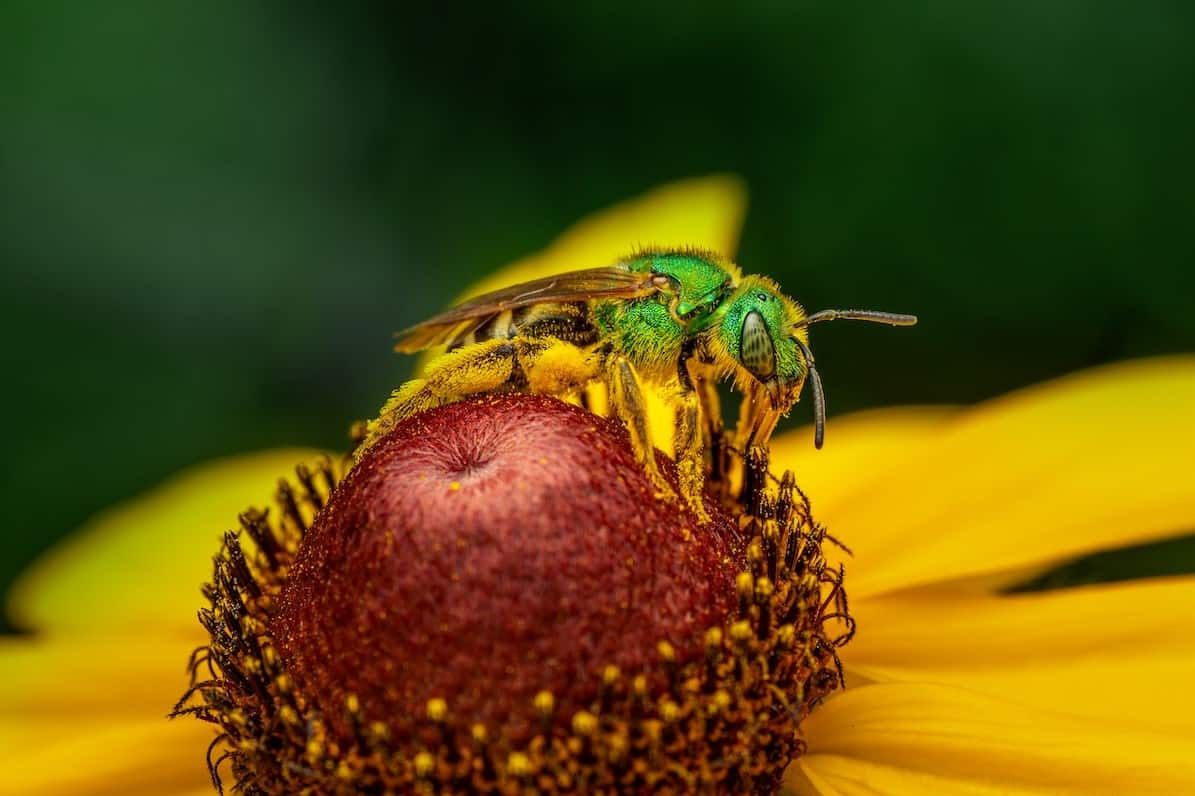 How To Get Rid Of Sweat Bees (Naturally)