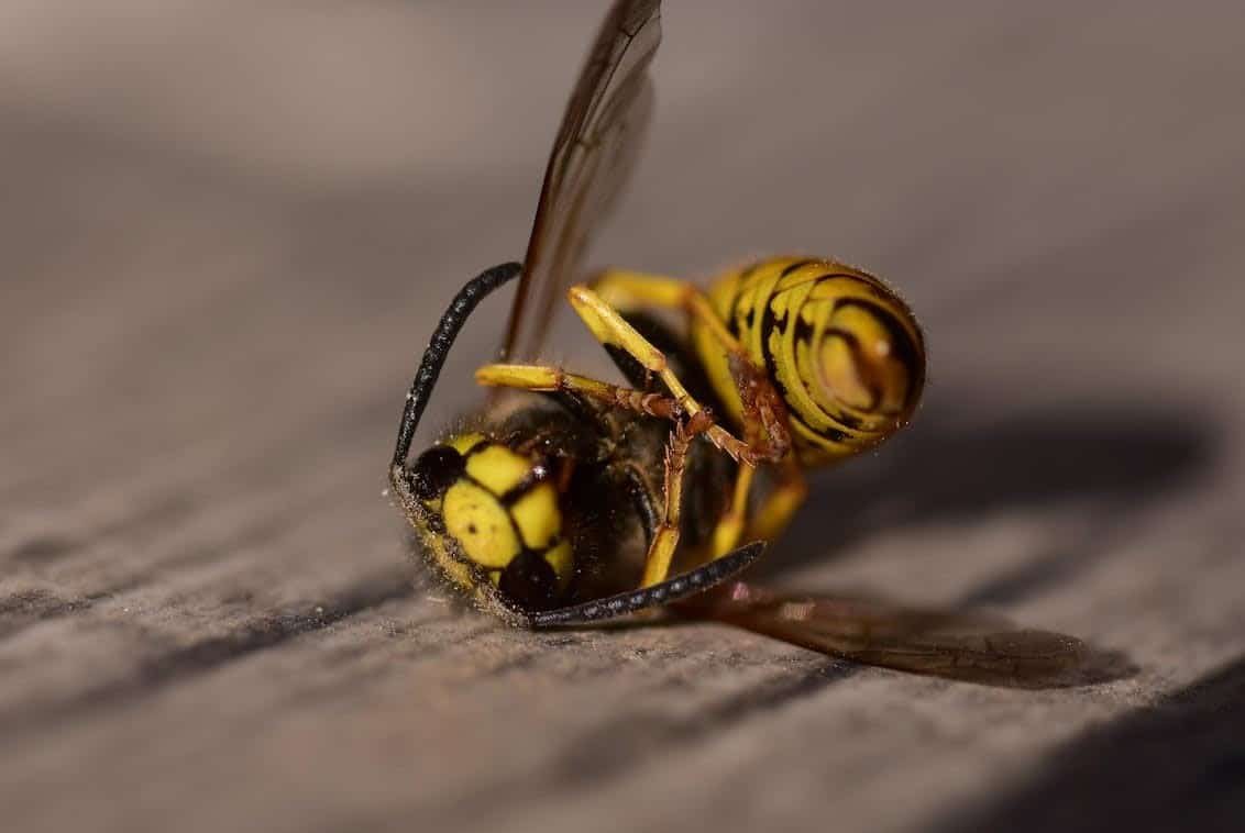 How long do wasps live