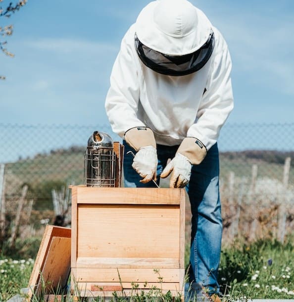 Man working on beehive