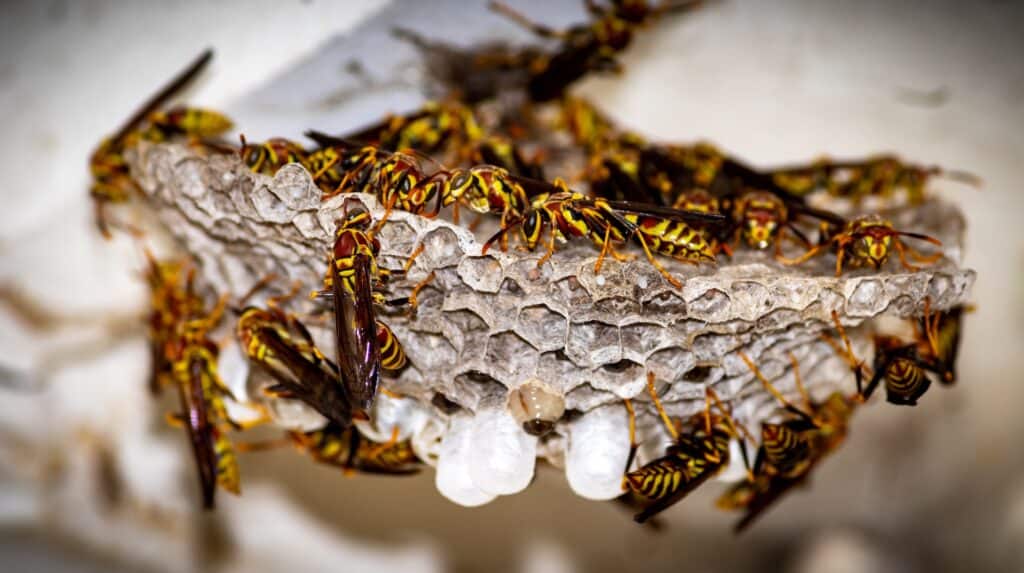 Most wasps are social insects
