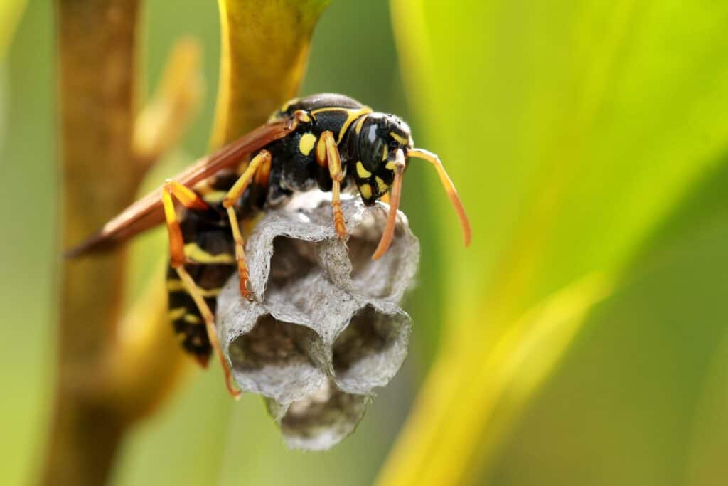 Paper wasp nest situated underneath tree barks