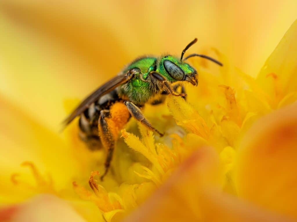 Sweat Bee females sting when provoked