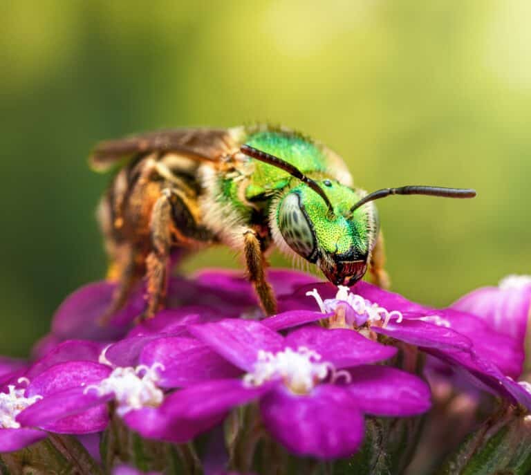 Sweat Bees (Halictid Bees) Beekeeping 101