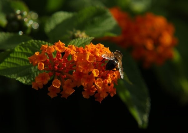 Sweat bees are excellent pollinators