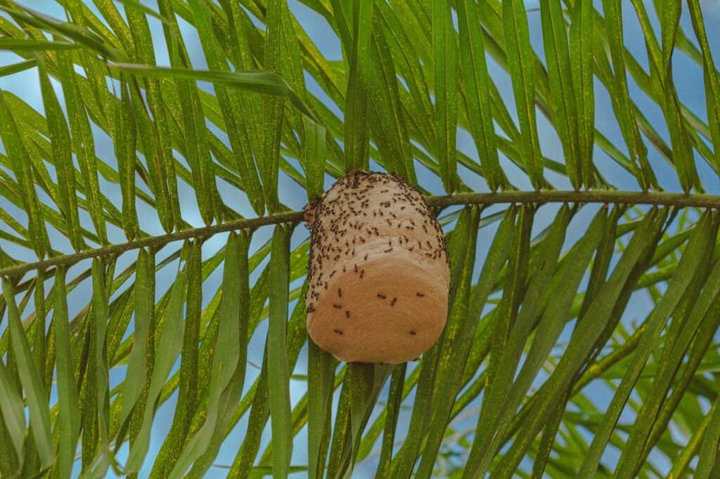 A Mexican honey wasp is one of the insects that put up nests in trees.