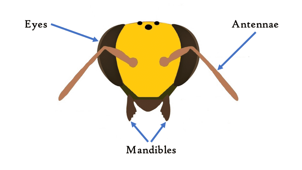 A bee's mandible has toothed edges