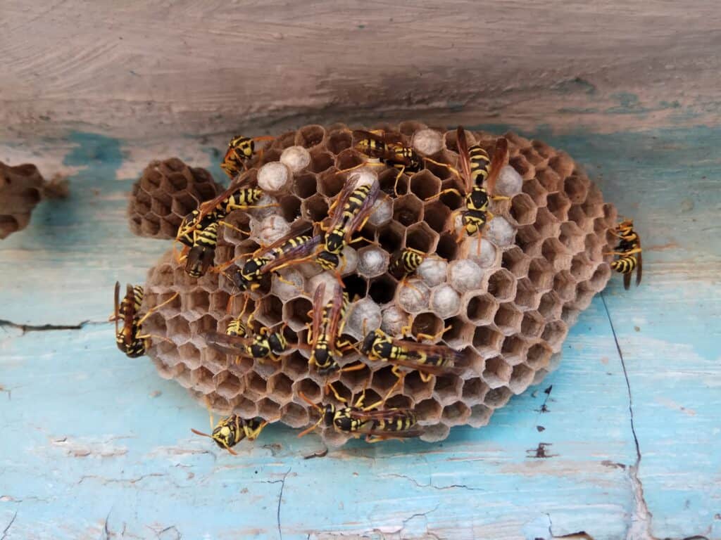 A nest inside the home is one of the telltale signs of the presence of yellow jackets