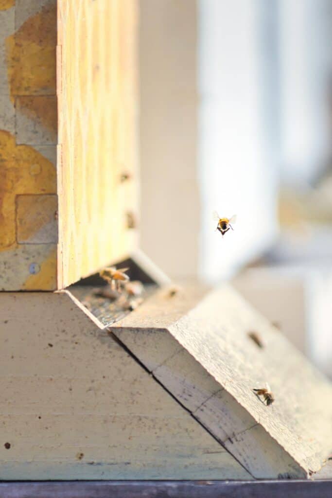 Another sign of bees in your walls is active bee activity indoors and bees coming in small holes