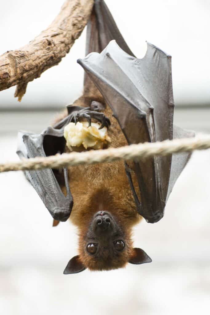 Bats are inactive during daytime