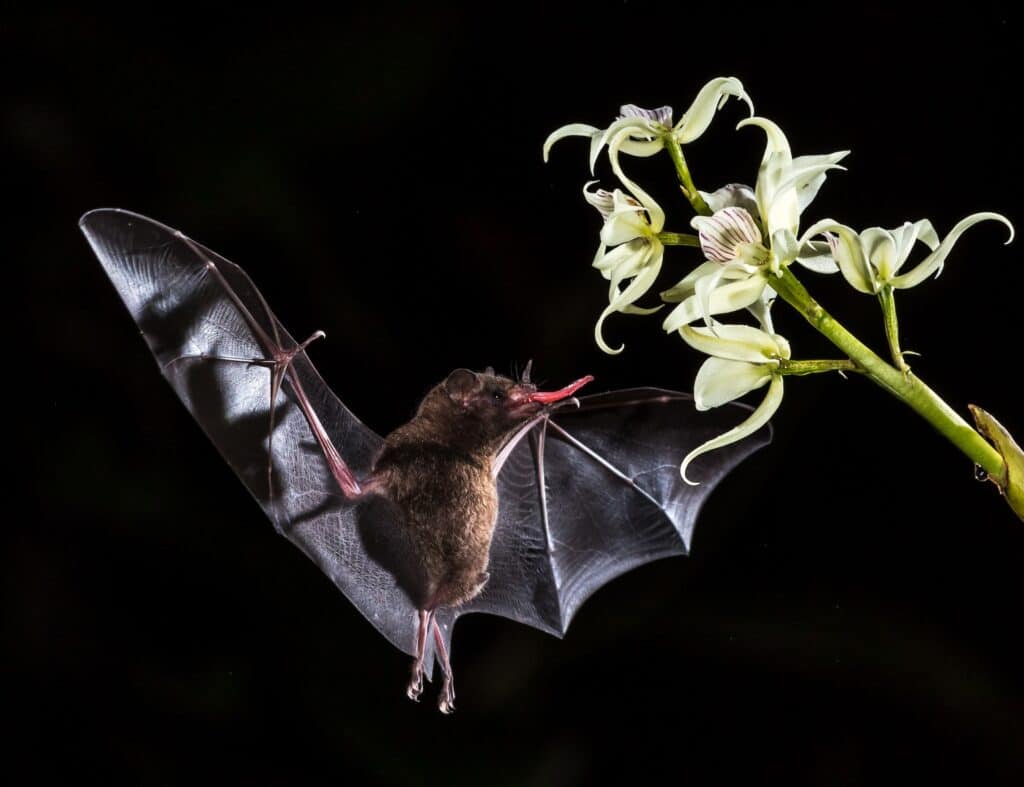 Bats eating and feeding on flowers