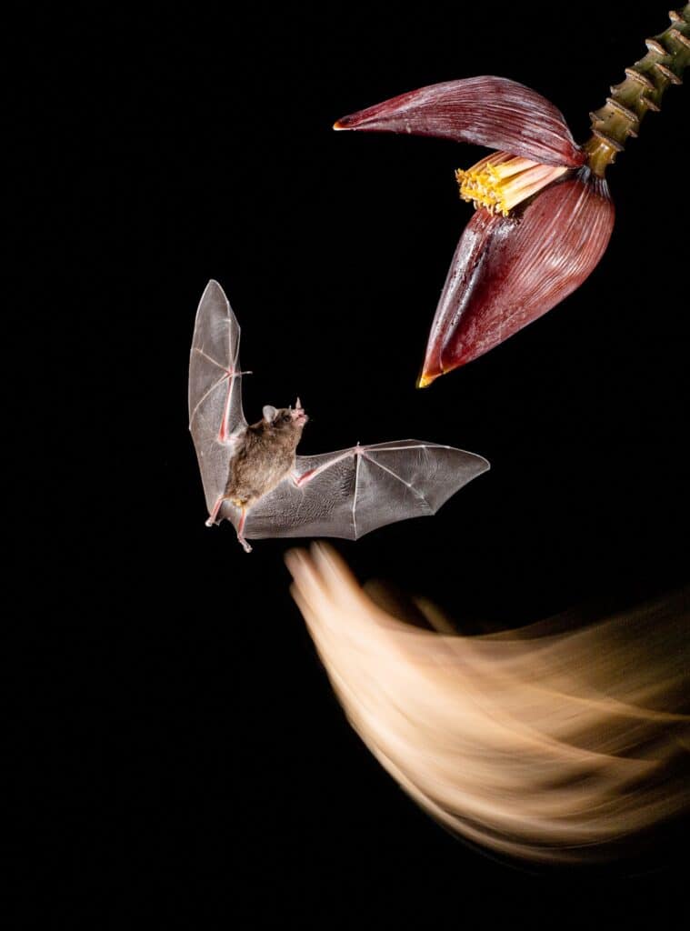 Bats provide pollination services