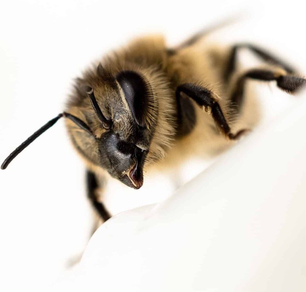 Bee teeth deliver bee bites