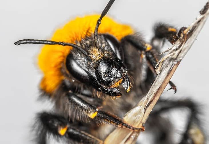 Bee with Toothed Mandibles
