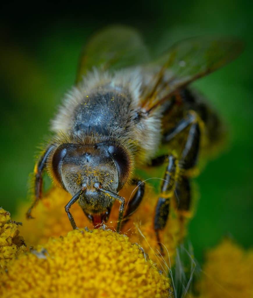 Bees have teeth