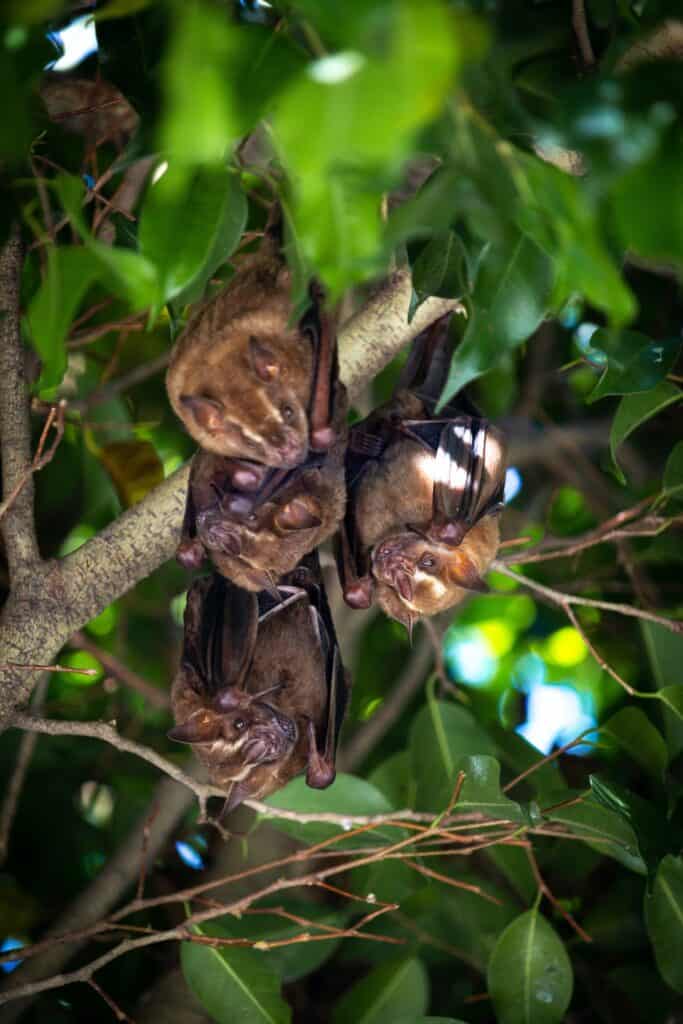 Different species of bats are natural predators of insect populations and other bugs they cross paths with