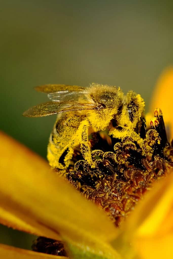Honey bees have hairy bodies to transport pollen back to the bee hive for making honey