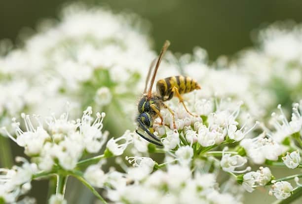 Hornet pollinating flowers