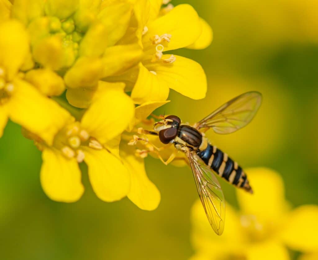 Hornets and most wasp species are good pollinators too
