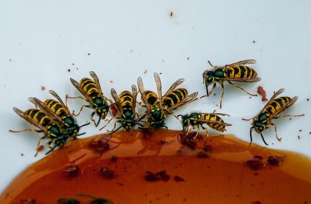 Hornets do not make honey