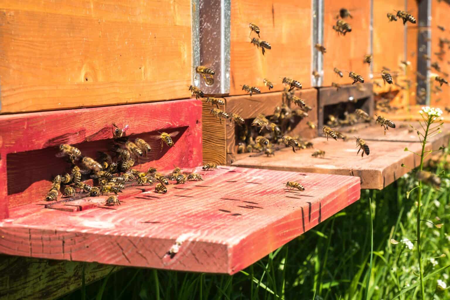 Do Make Honey? Beekeeping 101