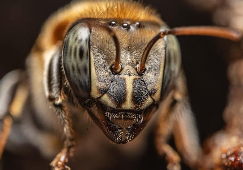 How many Teeth does a Bee Have