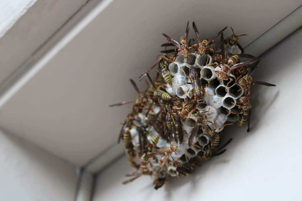 One of the signs of bees in walls is the presence of an active nest