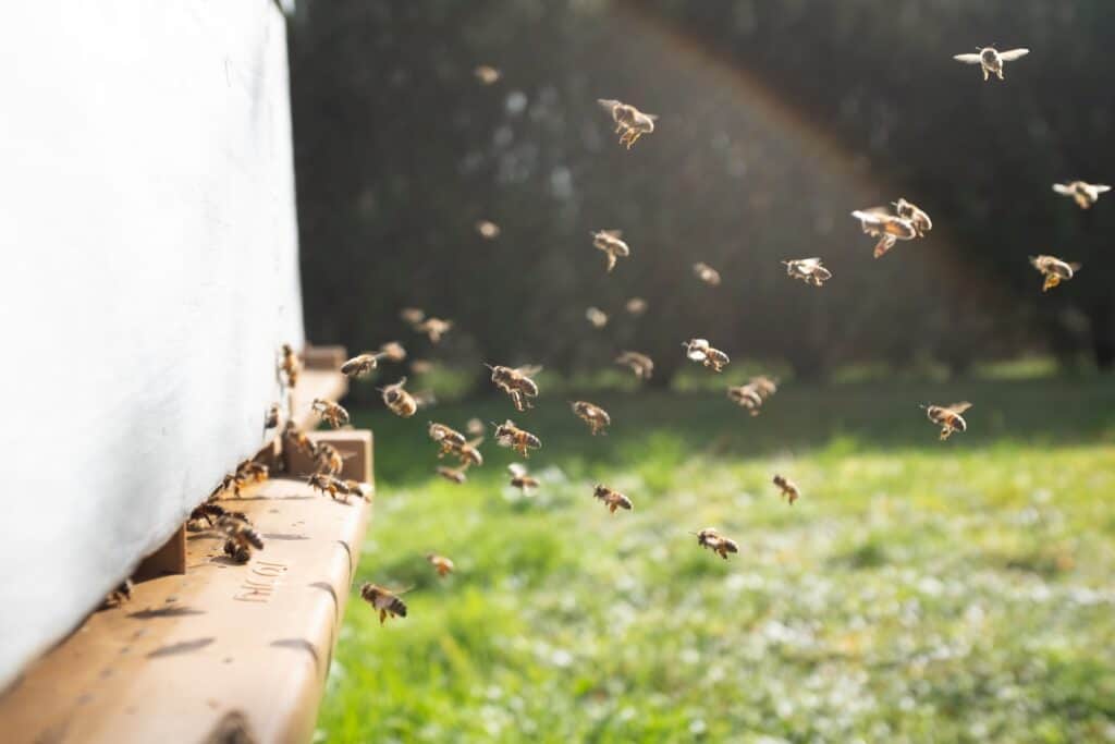 Signs of bees in walls - honey bees flying towards bee hive