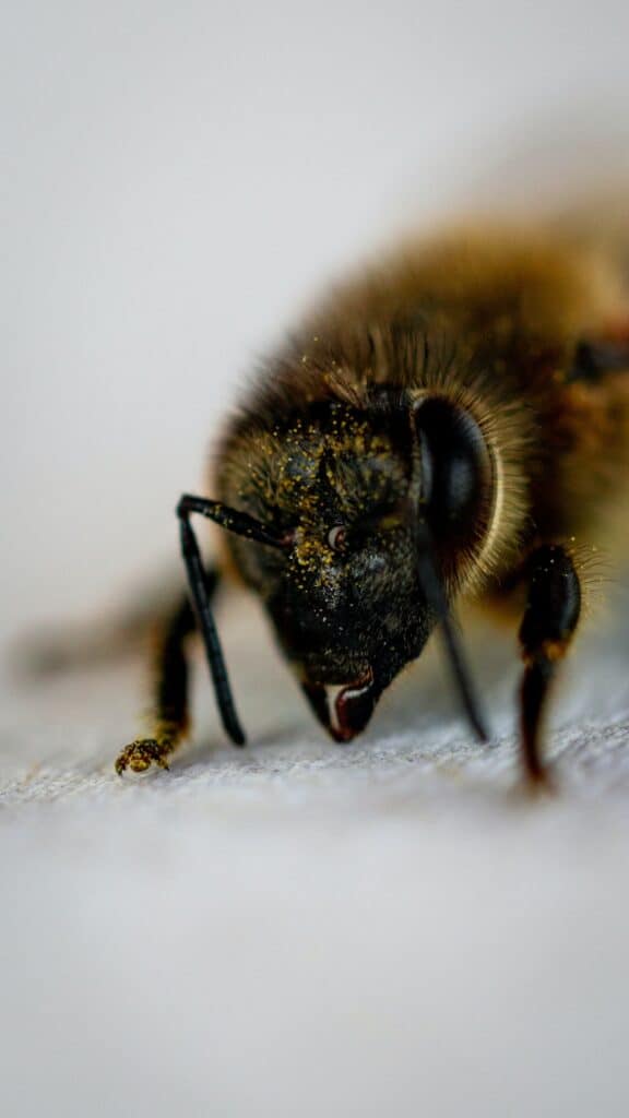 Unlike human teeth, bees have different numbers of teeth