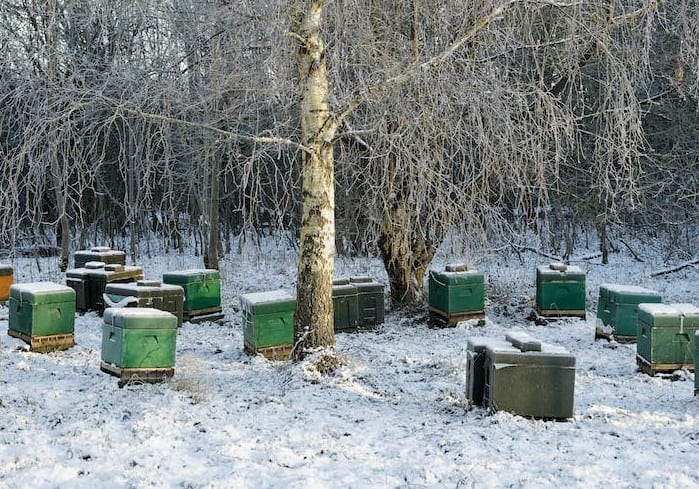 Winter beehives