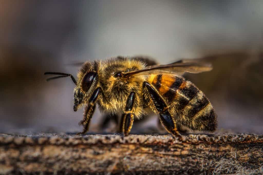 With a few teeth, bees mark their territory