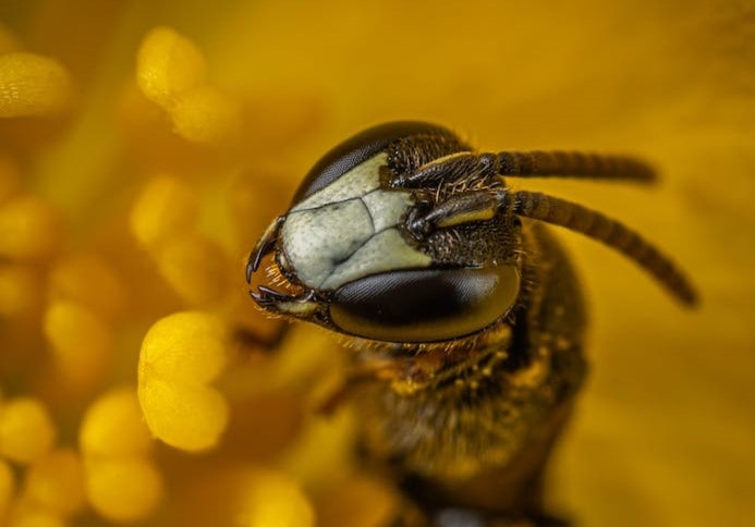 bee's mandible with toothed edges
