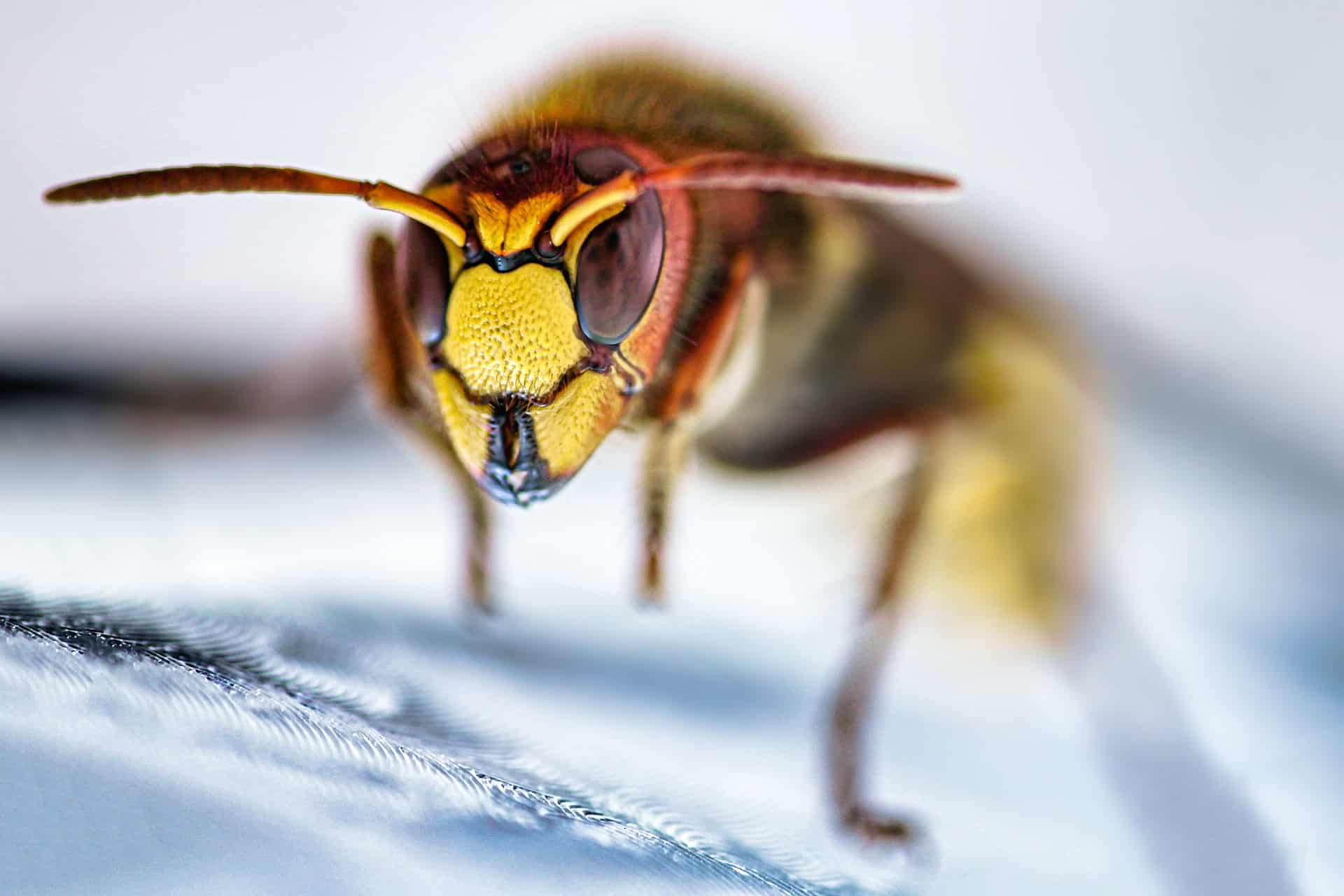 do hornets make honey