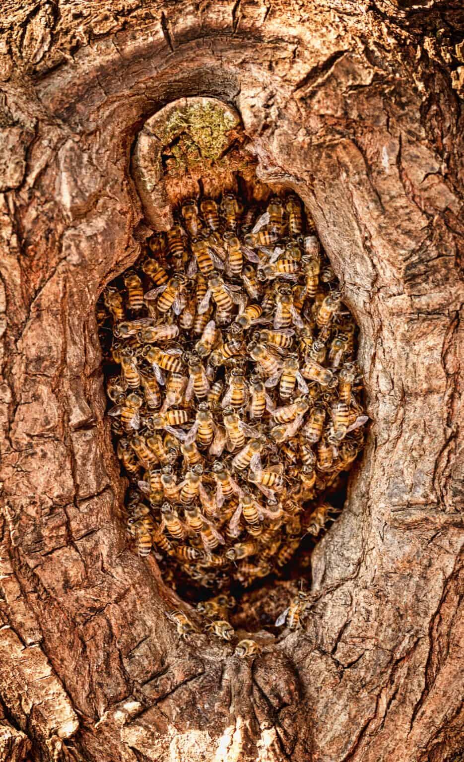 what-is-a-group-of-bees-called-beekeeping-101