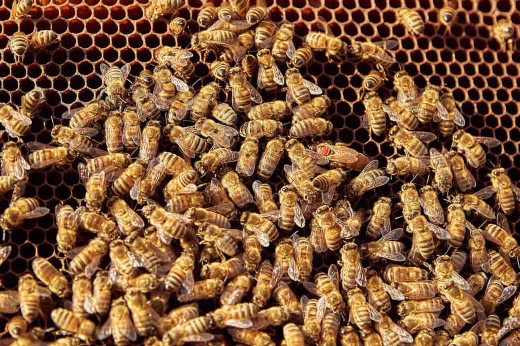 A honey bee may not survive and die in the hives due to the cold