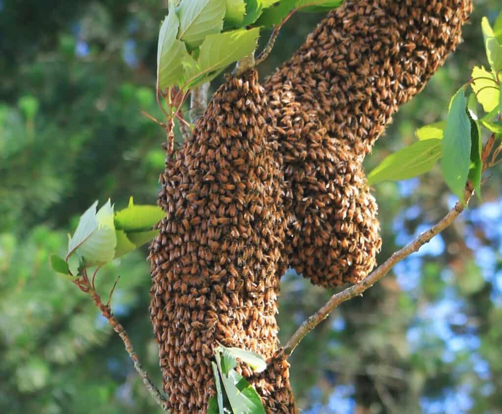 A swarm of bees, or any other name, bees are beneficial to people and the environment