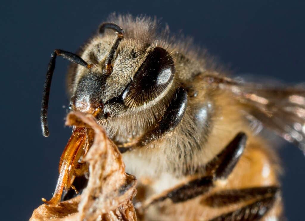 Bee hair on a honeybee's eye