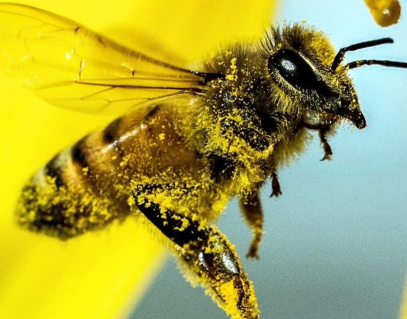 Bees Have Hairs on Their Eyes