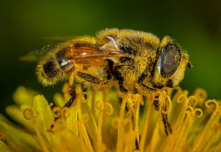 Bees Have Sticky Hair