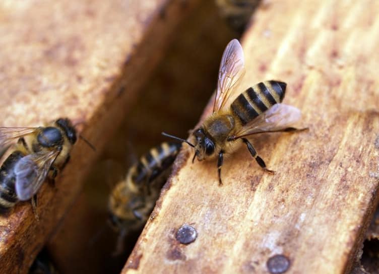 Bees communicate by sound vibrations