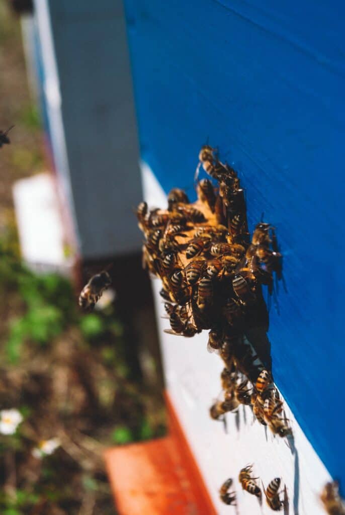 Bees surrounding an enemy create a ball of bees