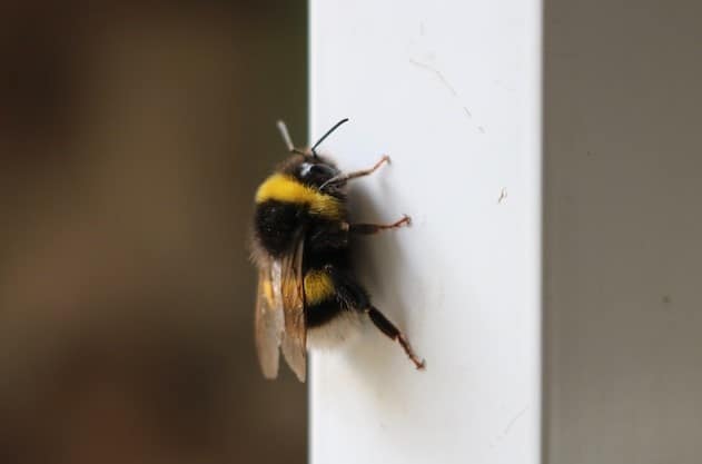 Bumblebee on a wall