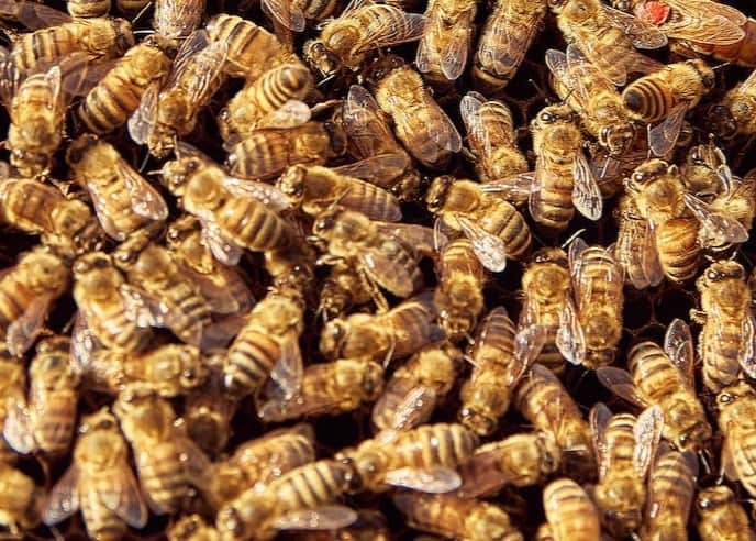 Cluster of Bees