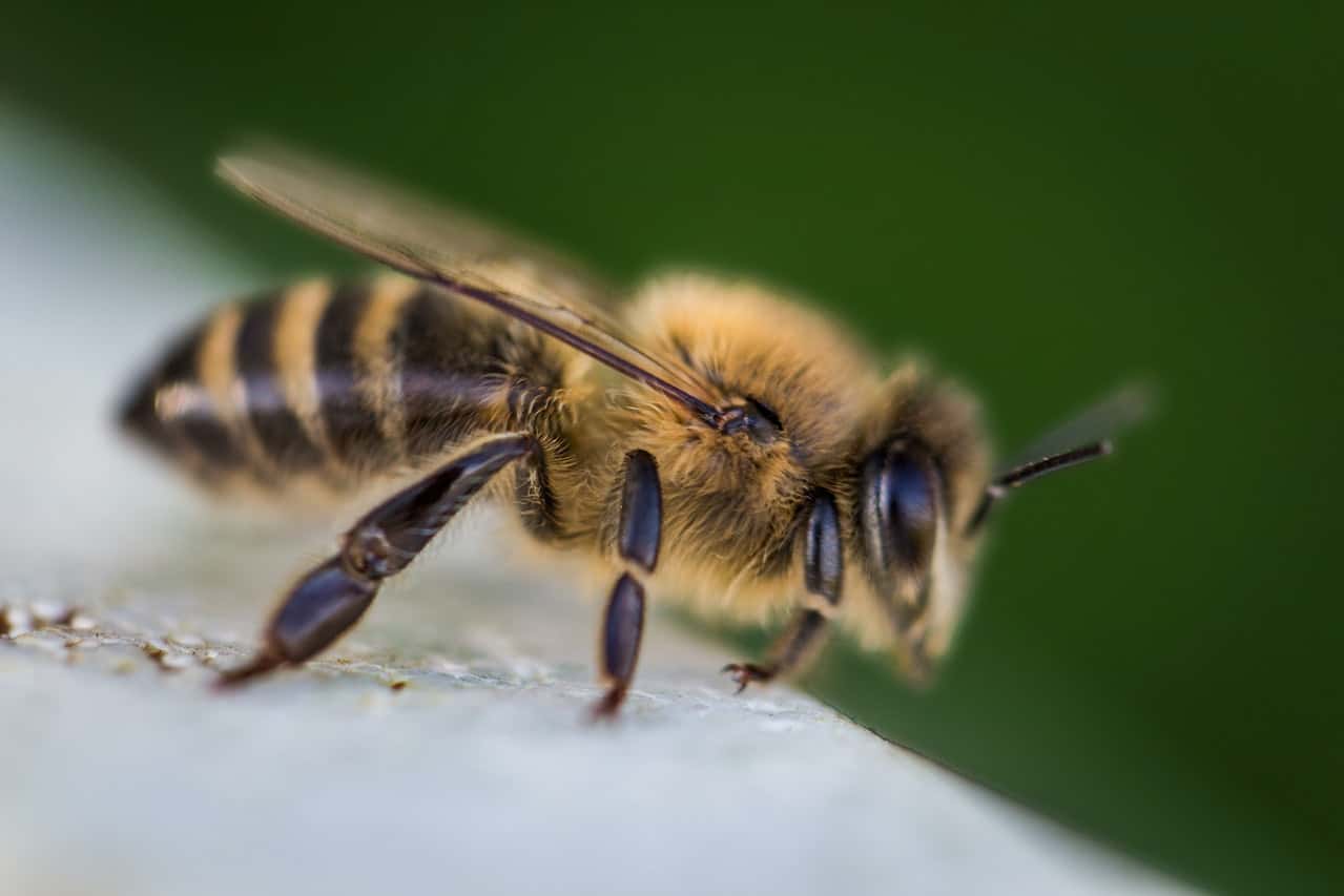 Do Bees Have Ears