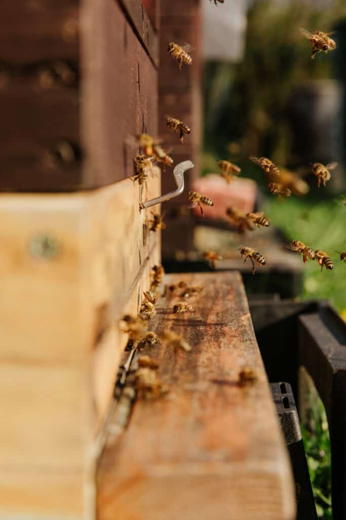 Do bees have ears to hear the buzzing in the colony?