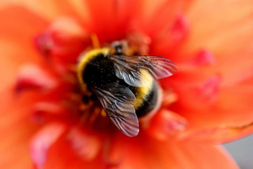 Further studies are being undertaken if bumblebees and other bees can detect sounds