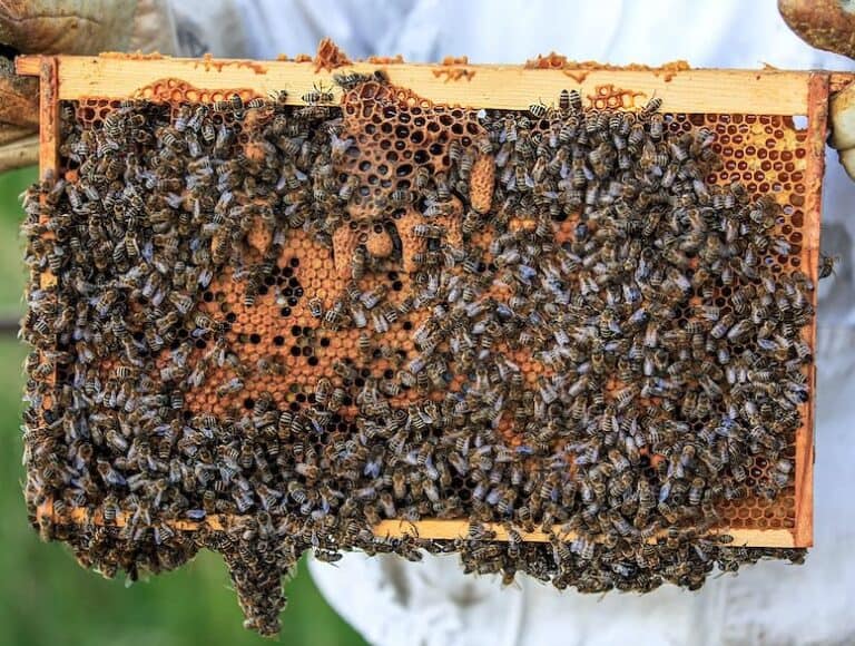 What Is A Group Of Bees Called? Beekeeping 101
