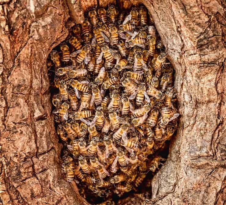 Hive of Bees