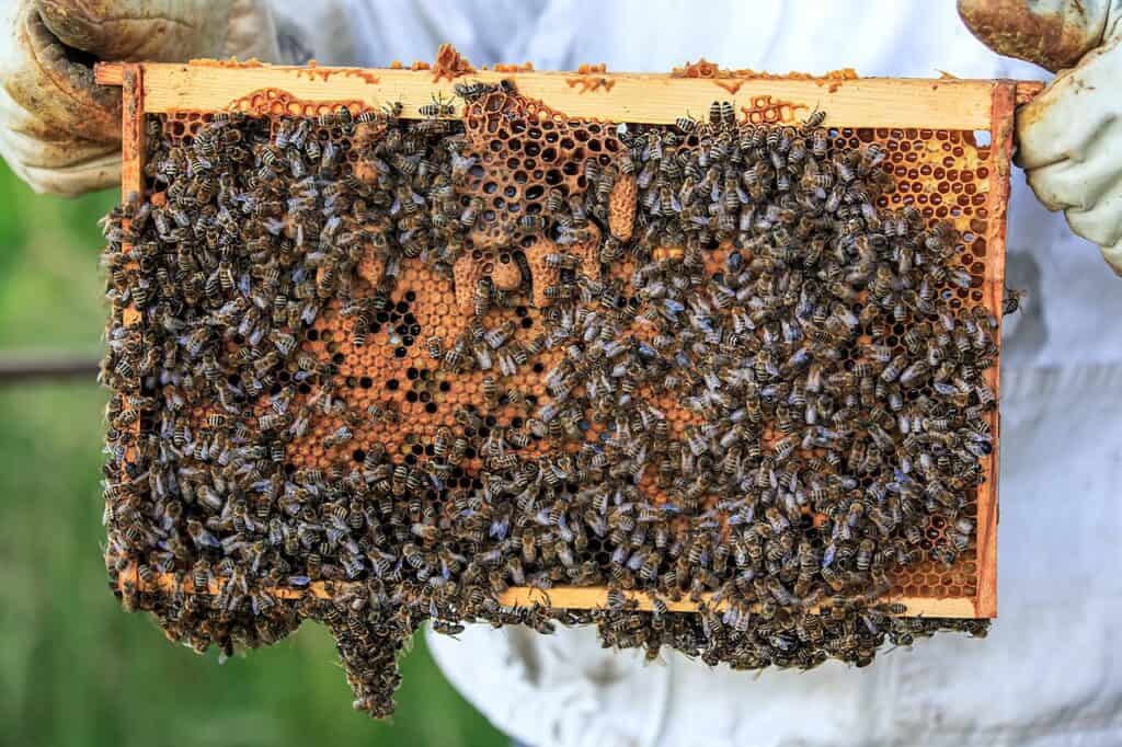 Treat colonies before cold temperatures fall or else the colony dies