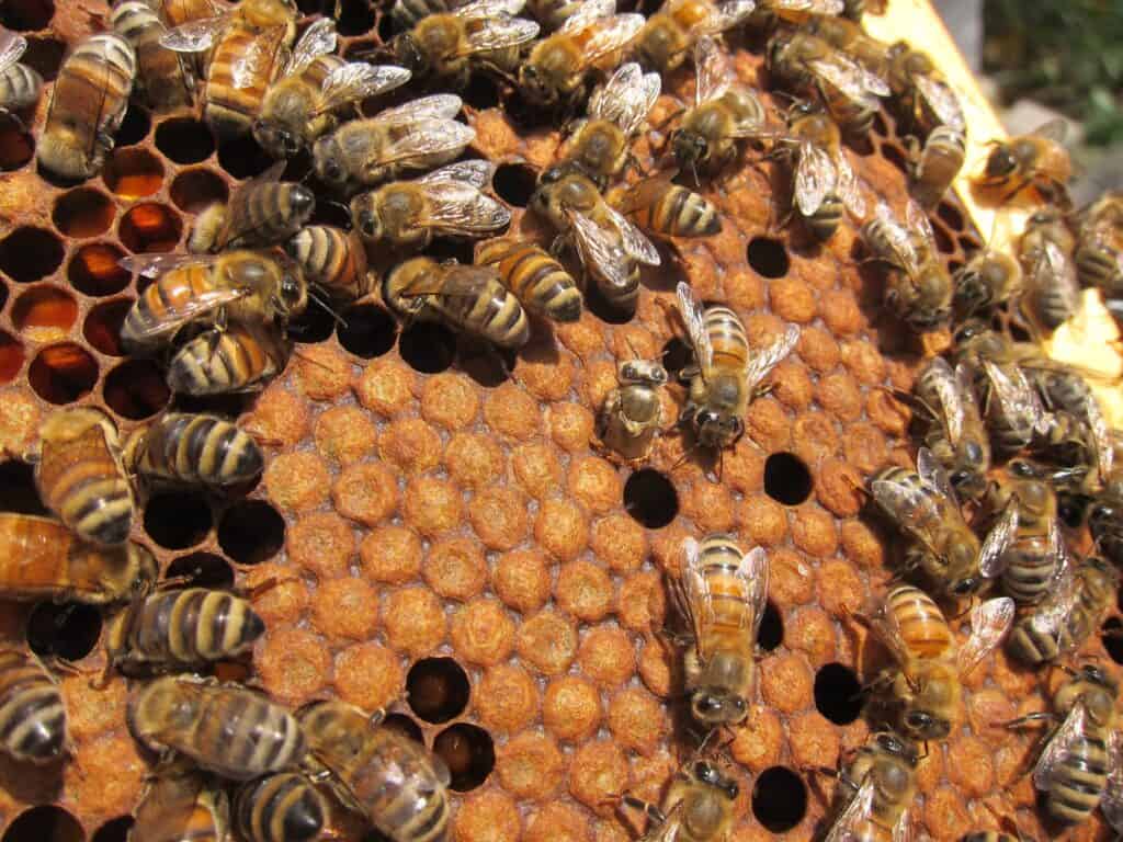 Treating small hive beetles and varroa mites keeps honey bees alive as winter progresses