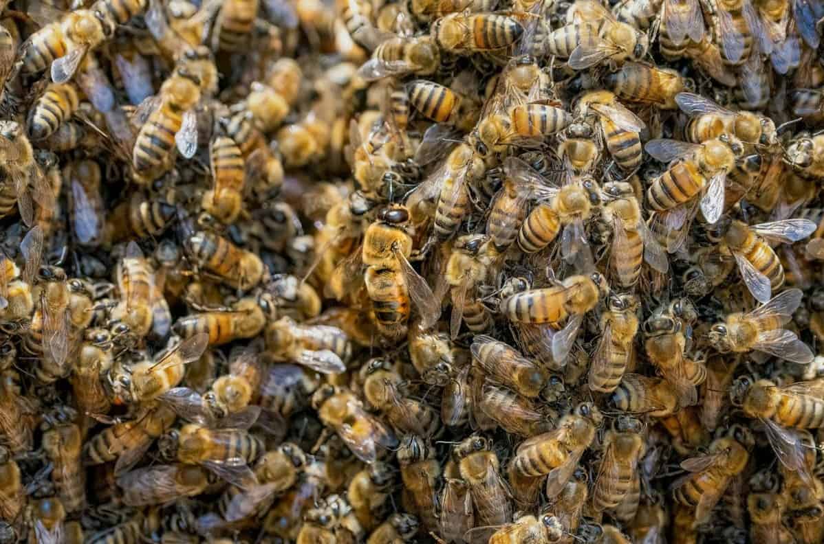 What Is A Group Of Bees Called